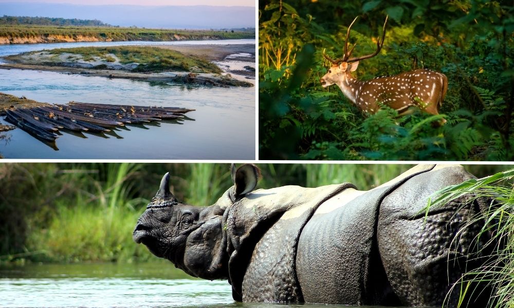 Chitwan Jungle Safari Tour - 3 Days